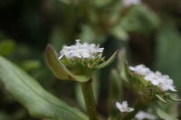 Image of Valerianella echinata (L.) DC.