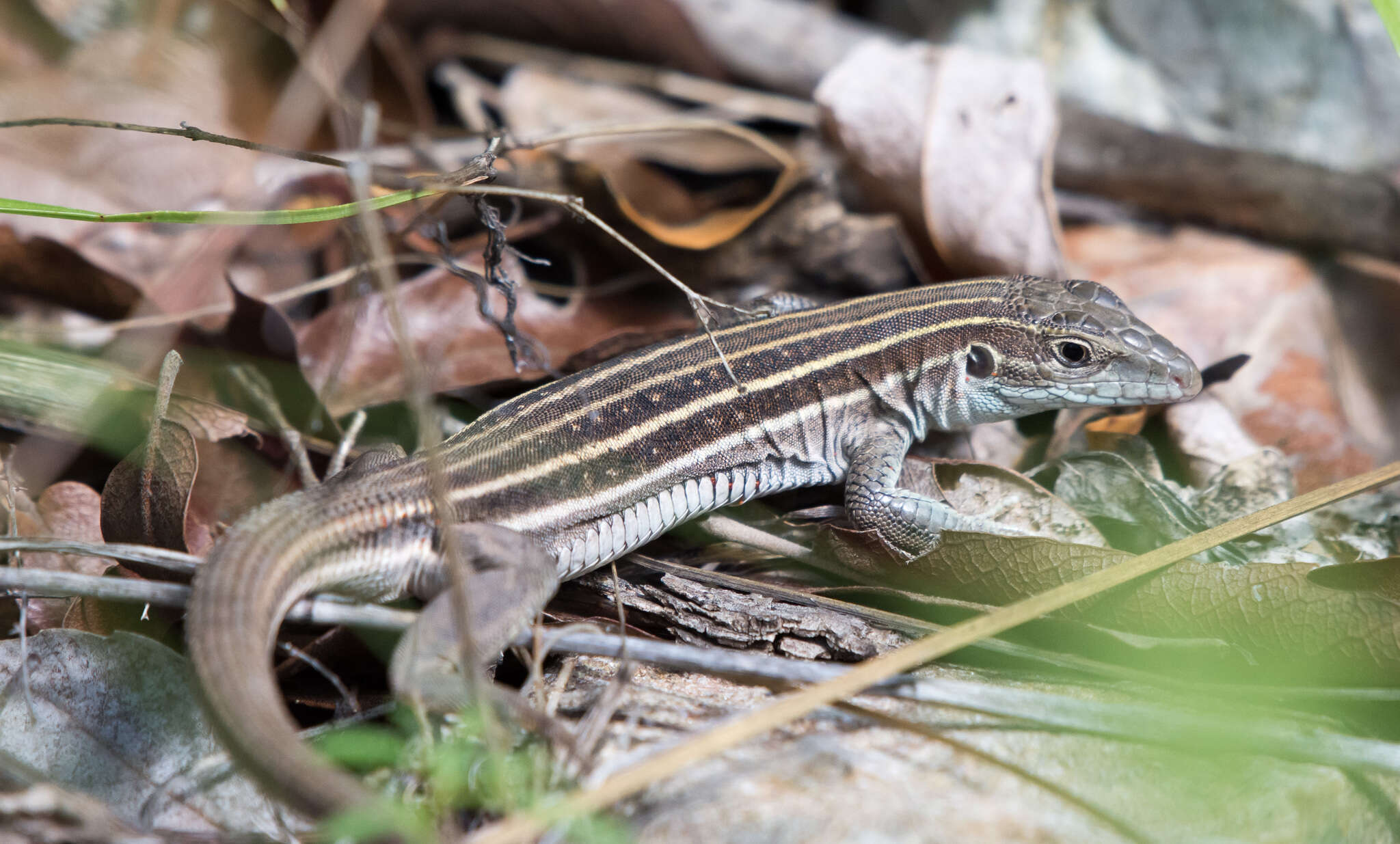 Image of Sonoran Spotted Whiptail