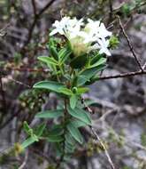 Image of Pimelea glauca R. Br.