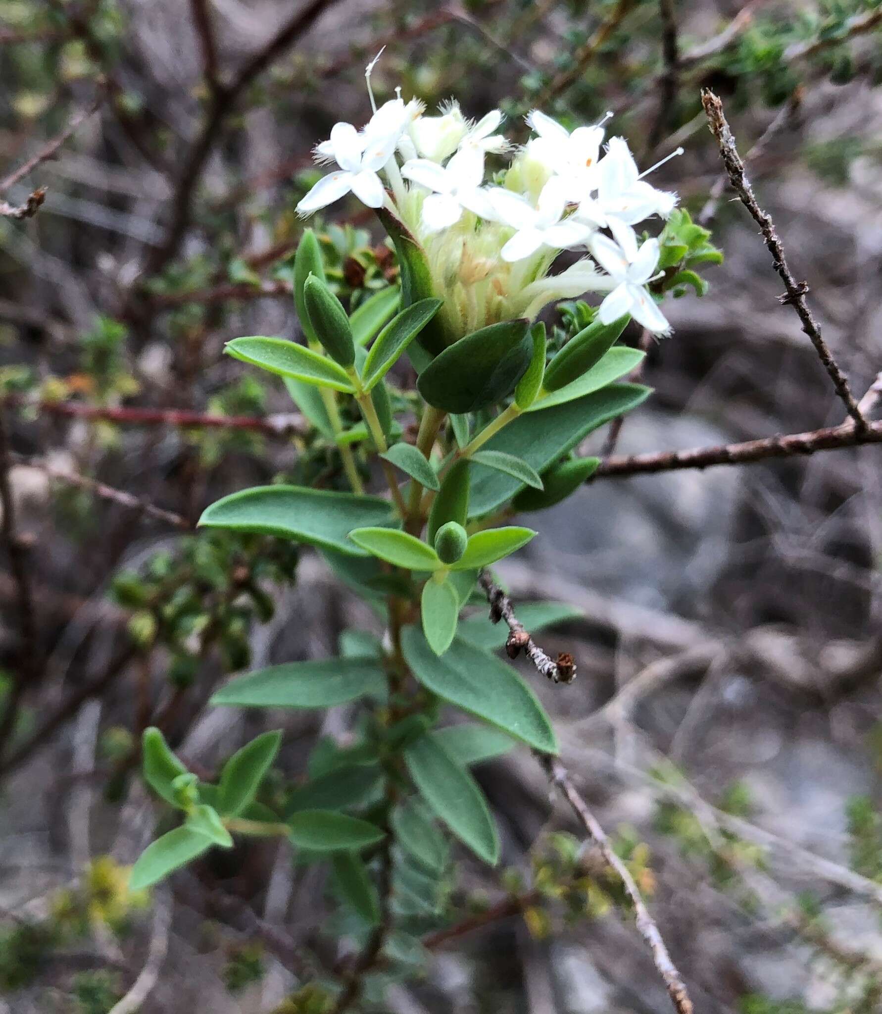 Image of Pimelea glauca R. Br.