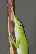 Image of Cuban green anole