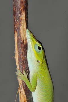 Image of Cuban green anole