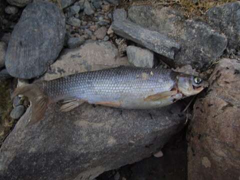 Image of Chondrostoma orientale Bianco & Bănărescu 1982