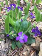 Sivun Viola sagittata var. ovata (Nutt.) Torr. & A. Gray kuva