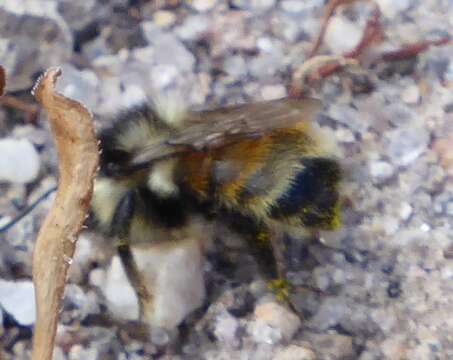 Image of Two Form Bumble Bee