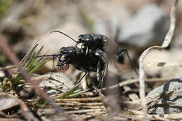 Image of Black-bellied tiger beetle