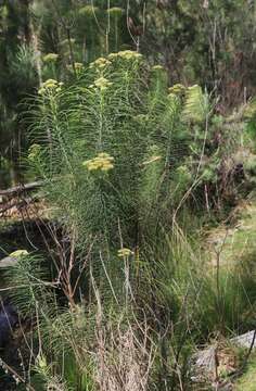 Plancia ëd Cassinia leptocephala F. Müll.