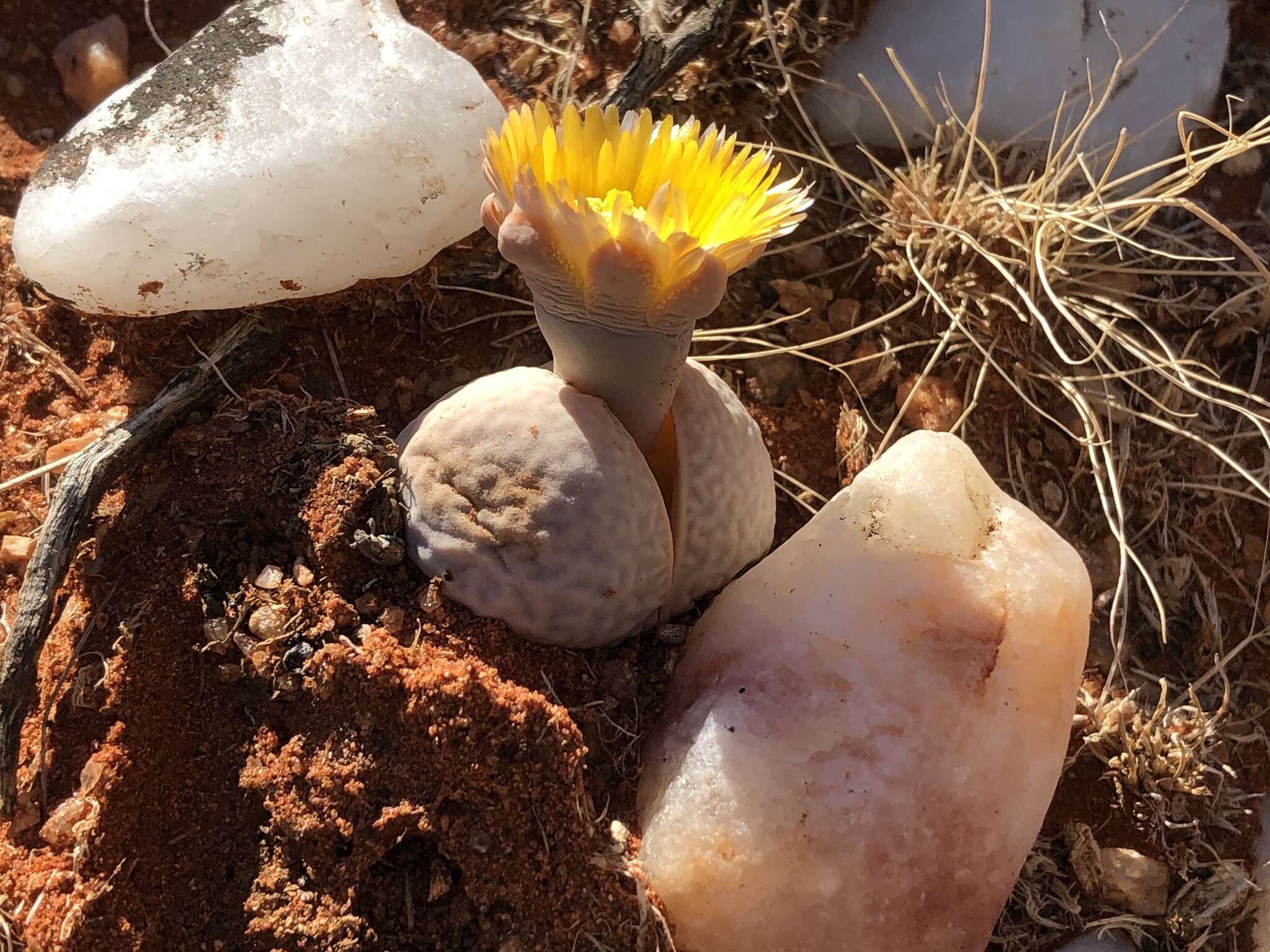 Image of Dinteranthus pole-evansii (N. E. Br.) Schwant.