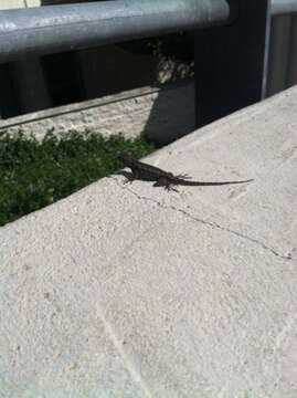 Sceloporus occidentalis longipes Baird 1858 resmi