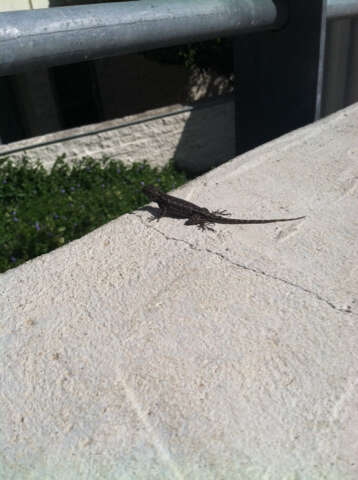 Sceloporus occidentalis longipes Baird 1858 resmi