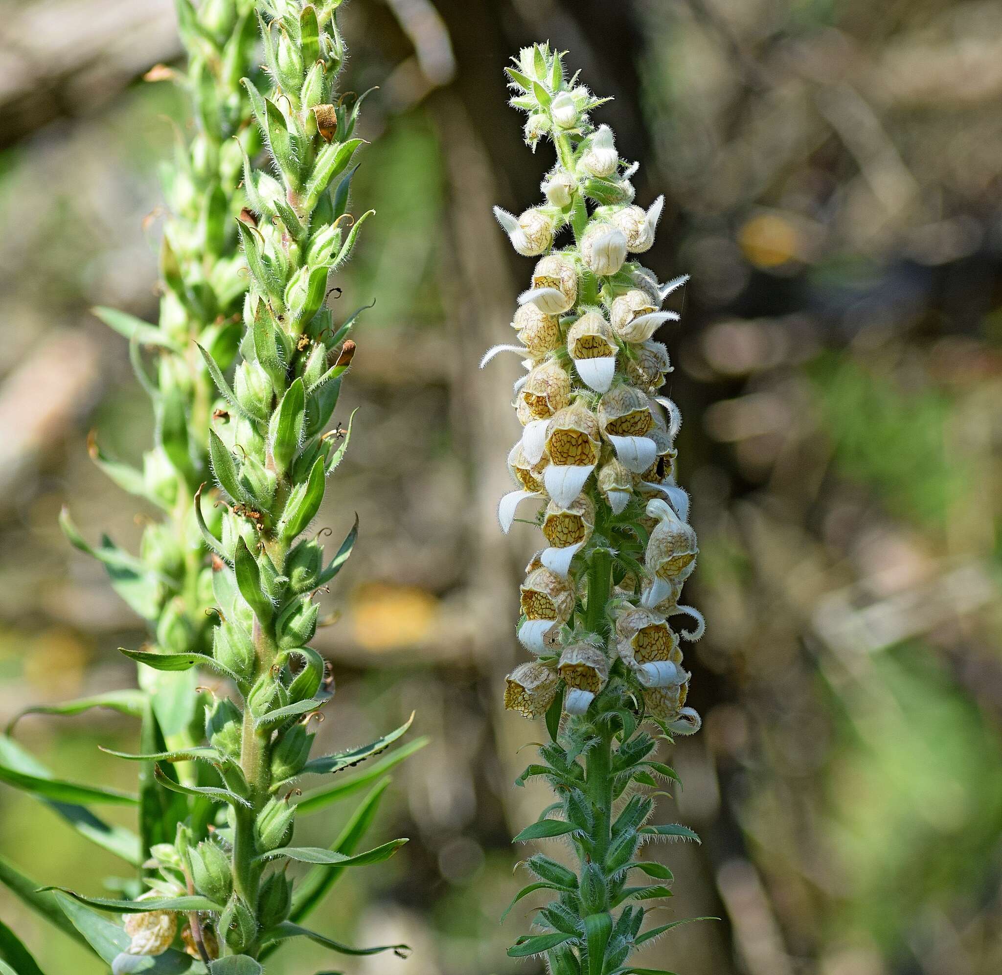 Imagem de Digitalis lanata Ehrh.