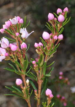 Image of Boronia pilosa subsp. pilosa