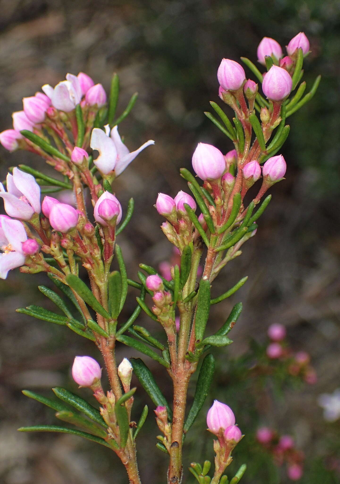 Image of Boronia pilosa subsp. pilosa