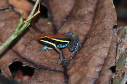 Image of Cainarachi Poison Frog