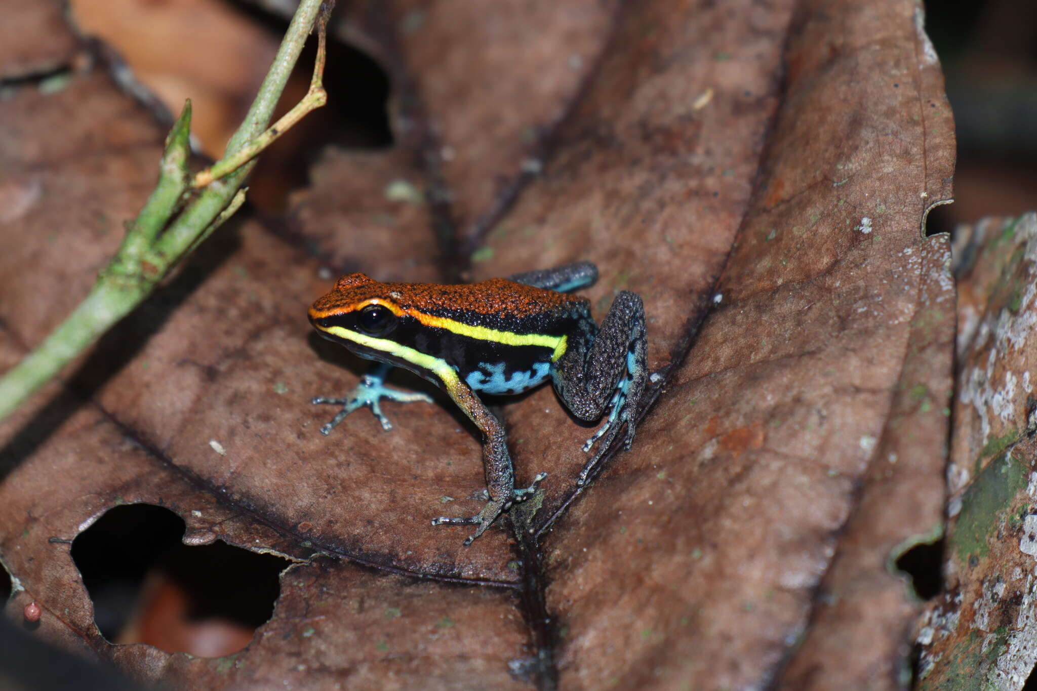 Image of Cainarachi Poison Frog