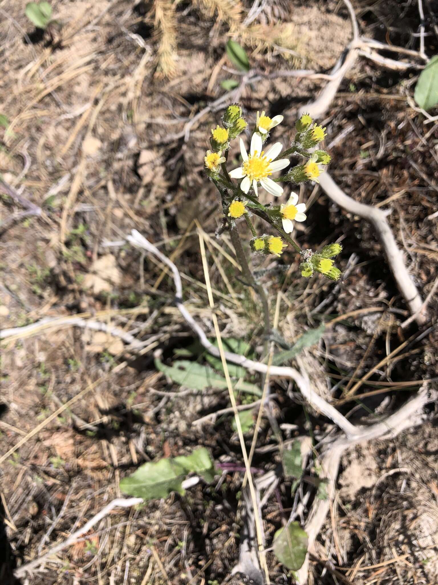 Image of paleyellow ragwort