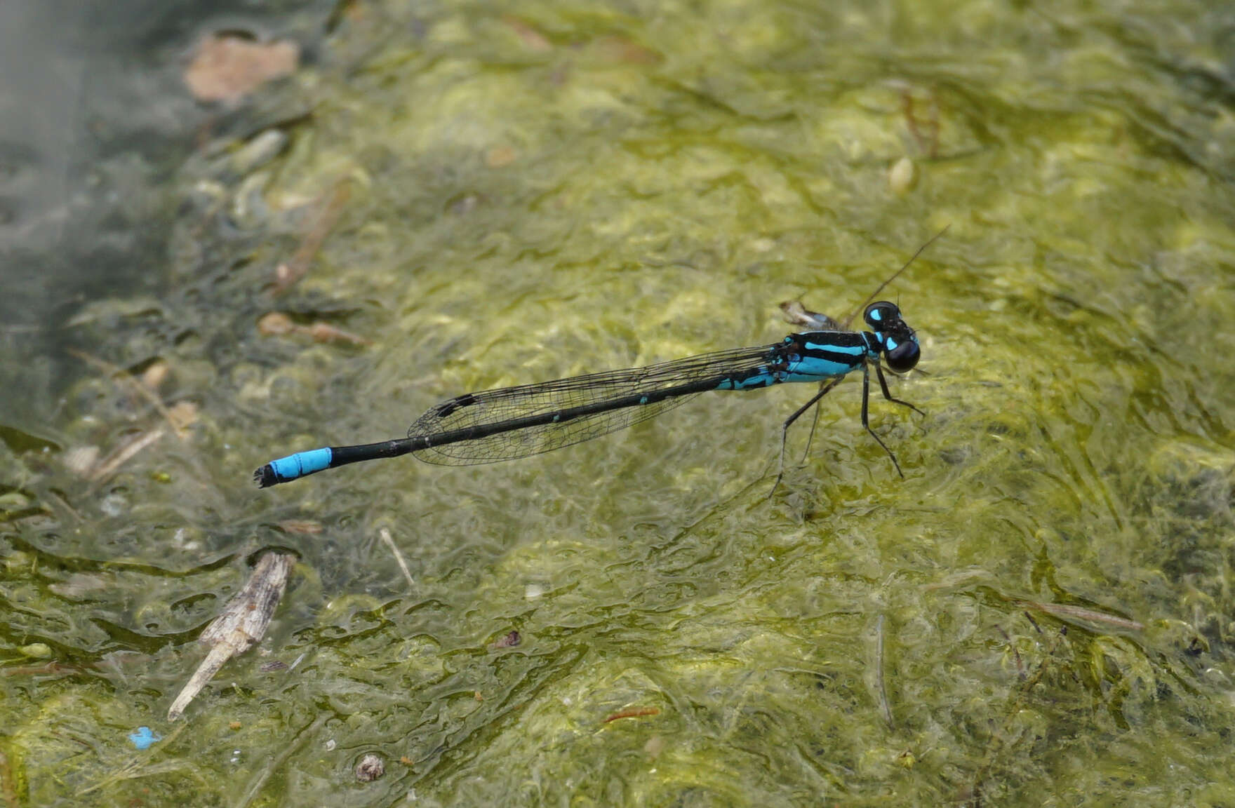 Image of Skimming Bluet