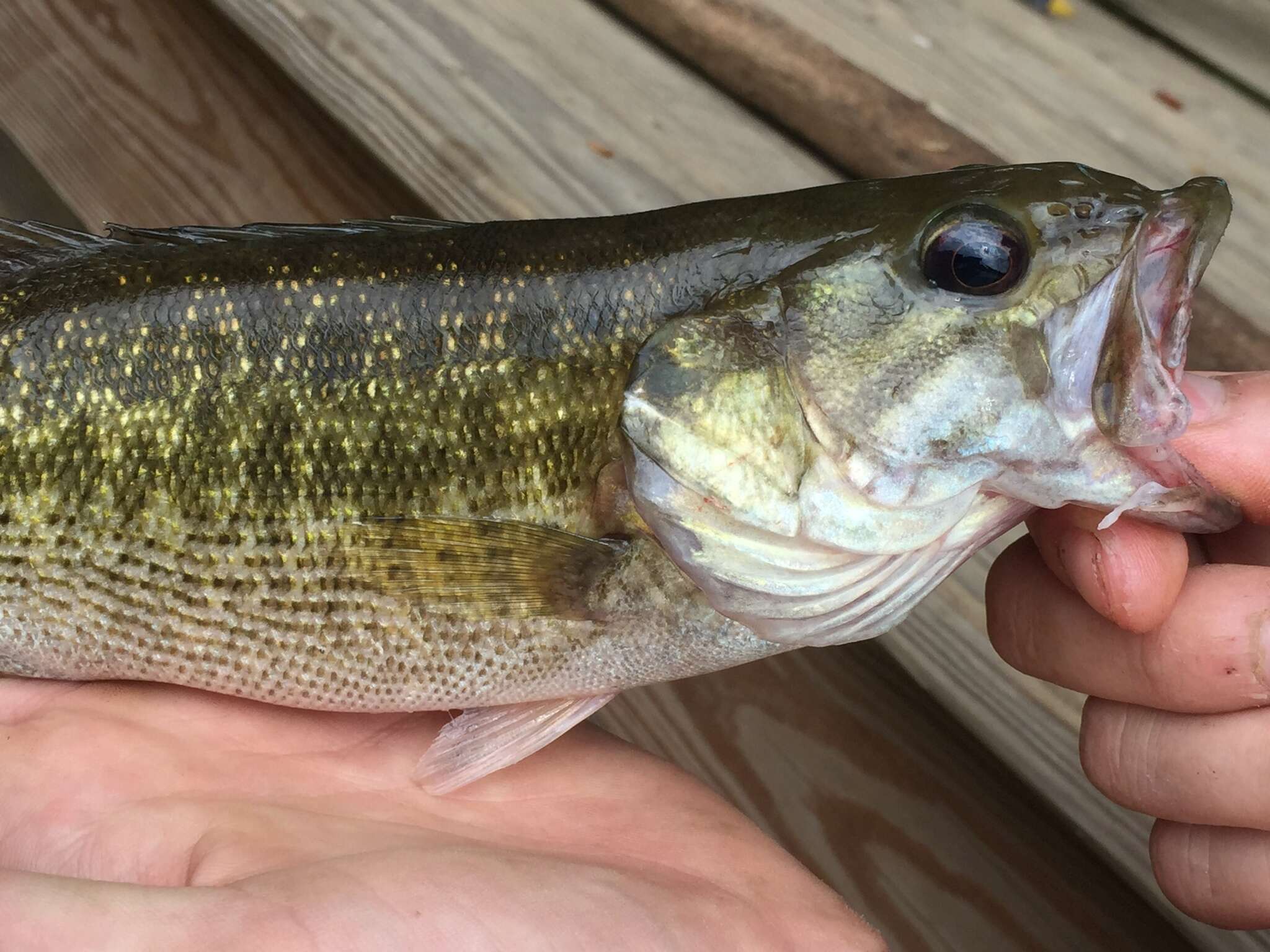 Image of Alabama bass