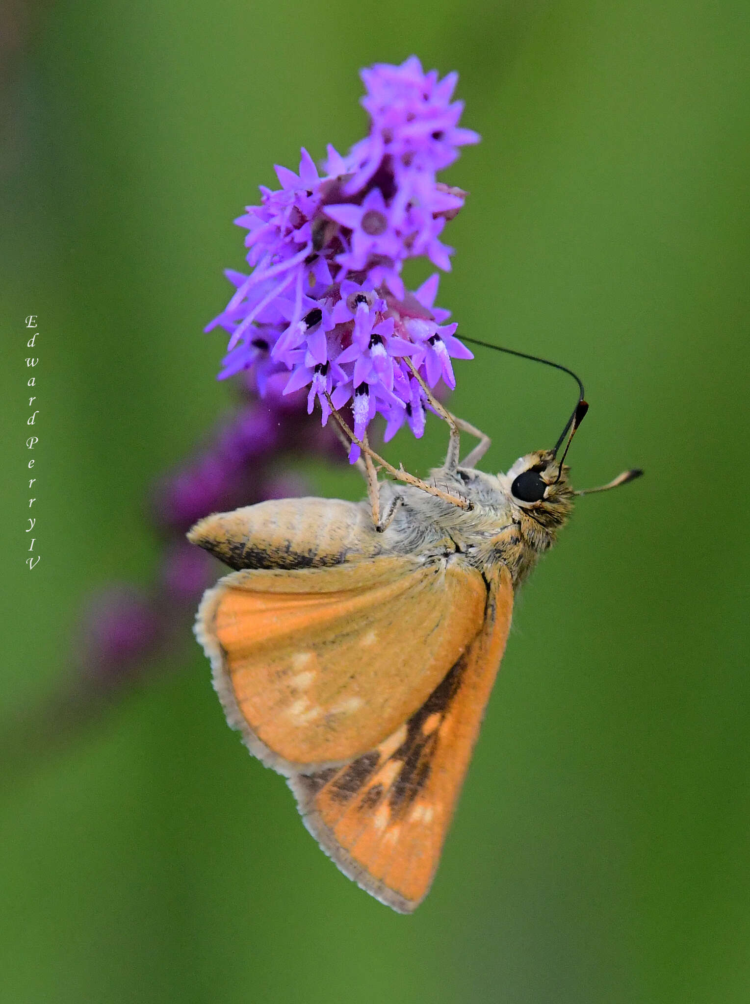 Image of <i>Hesperia meskei straton</i>