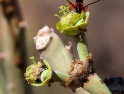 Image of Euphorbia dregeana E. Mey. ex Boiss.