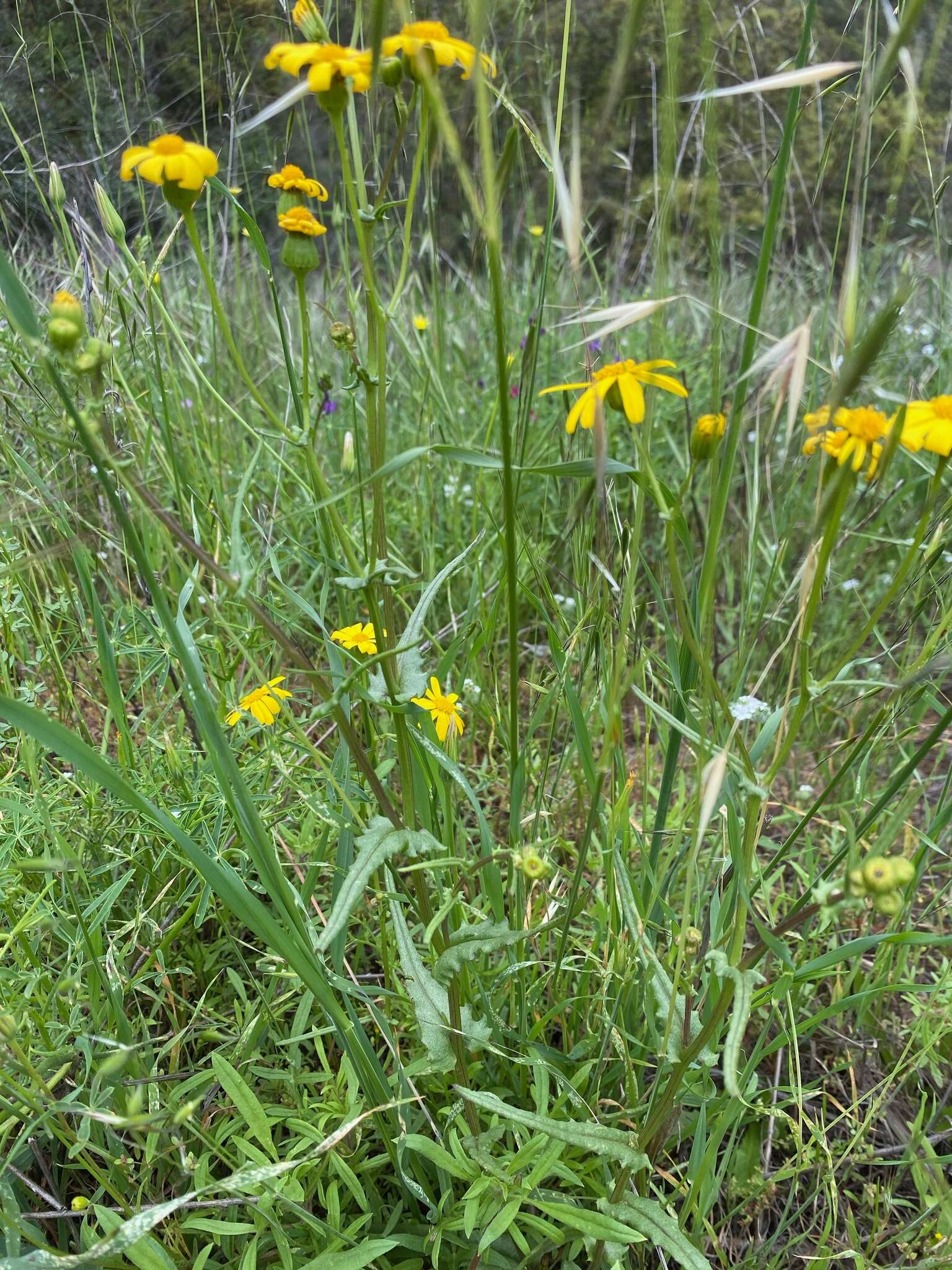 Image of California ragwort