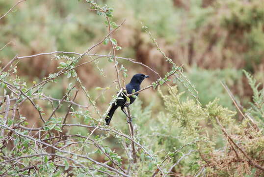 Image of Slate-colored Boubou