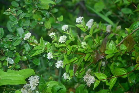 Image of Eupatorium luchuense Nakai