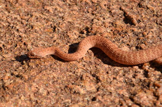 Image de Acanthophis pyrrhus Boulenger 1898