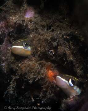 Image of Hit and Run Blenny