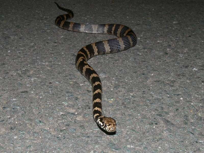 Image of Stephens's Banded Snake