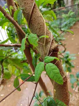 Image of Boquila trifoliolata (DC.) Decne.