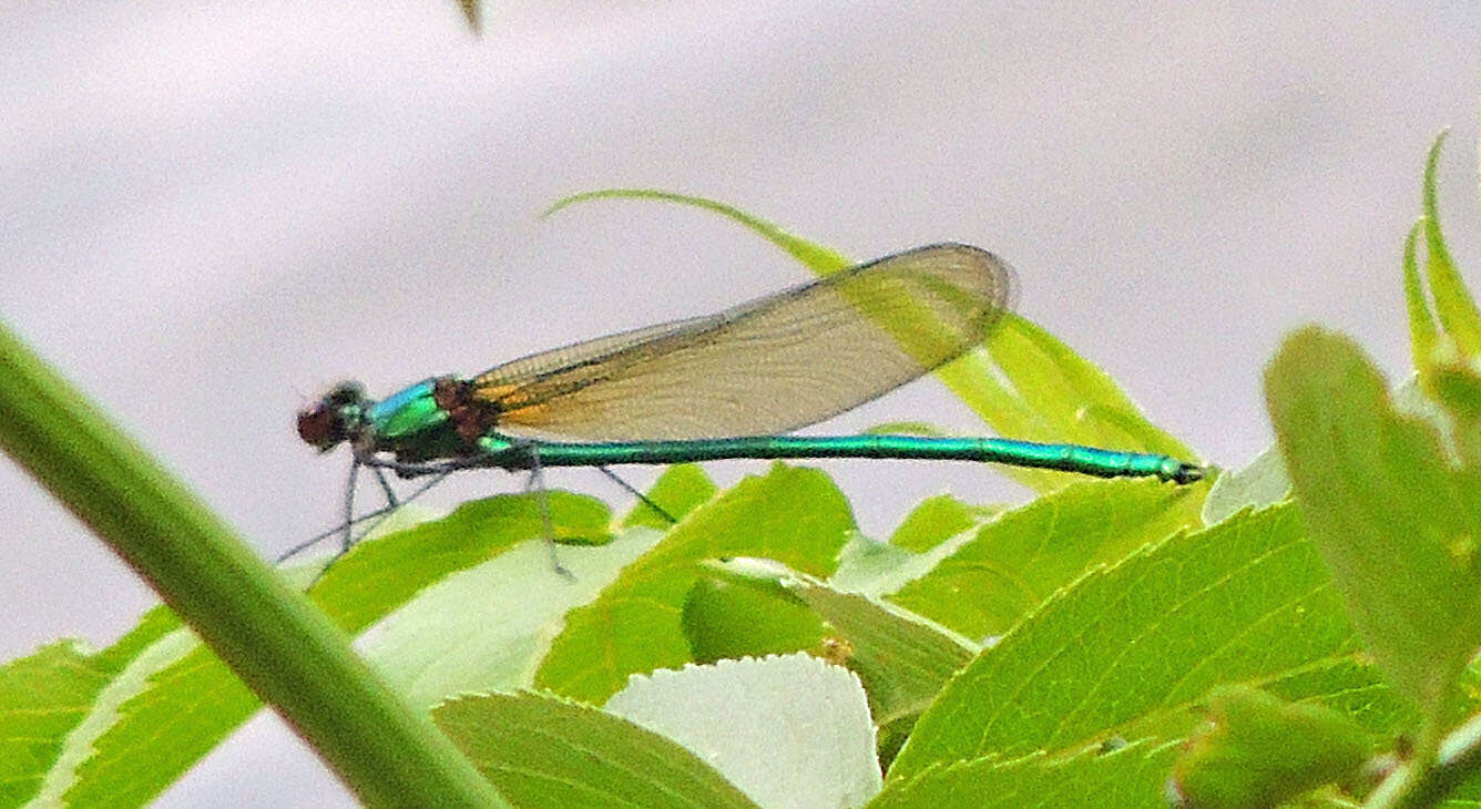 Image of Appalachian Jewelwing