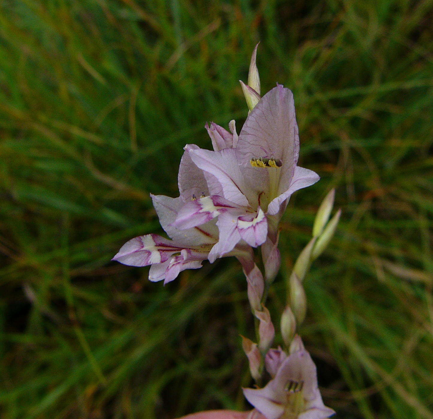 Imagem de Gladiolus pretoriensis Kuntze