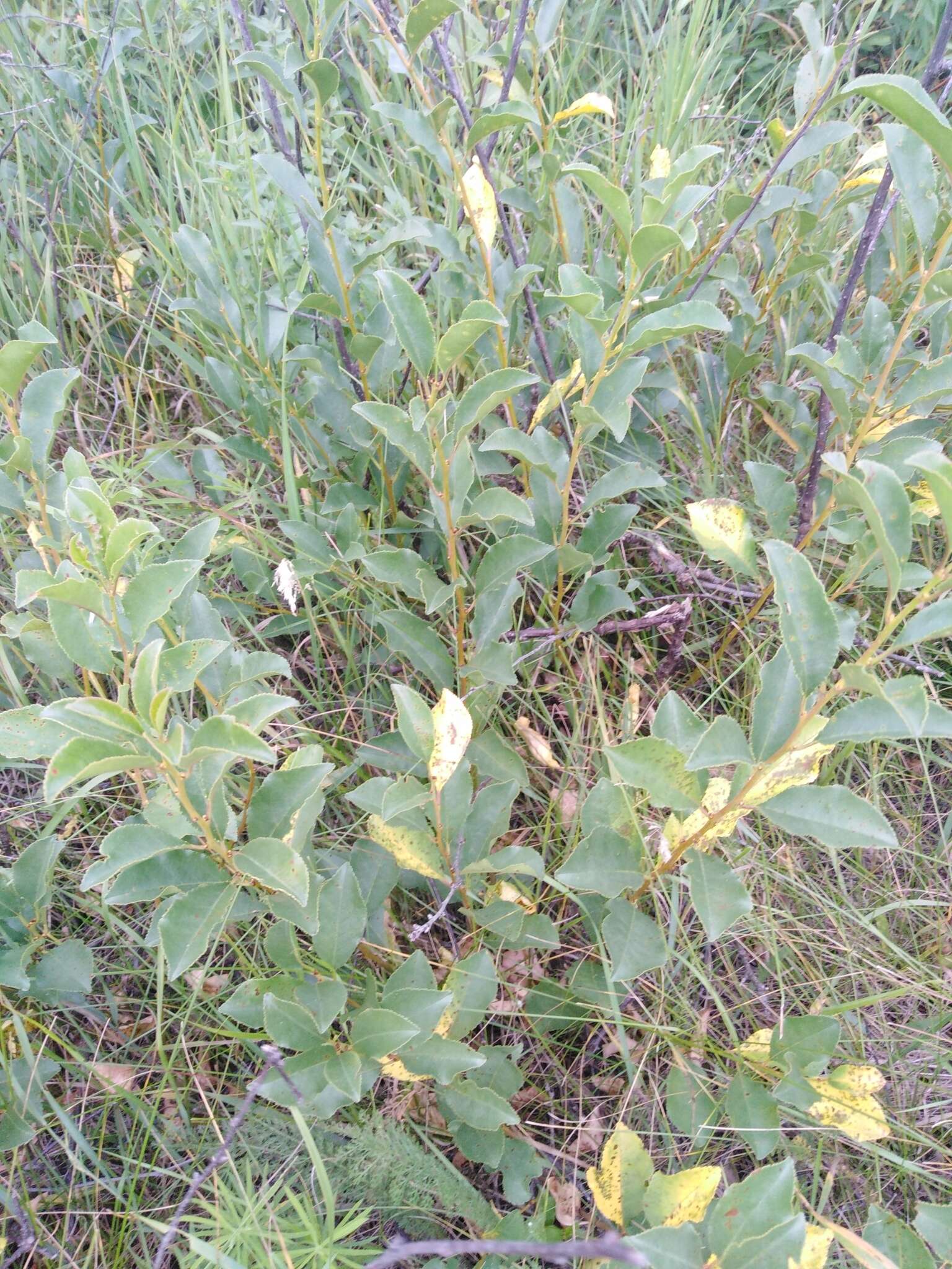 Imagem de Prunus fruticosa Pall.