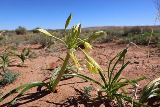 Image of Darling Lily