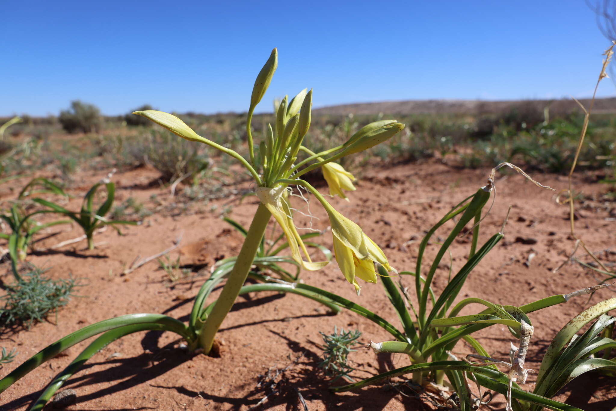 Image of Darling Lily