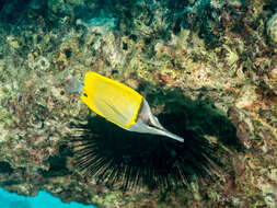 Image of Longnose butterflyfishes