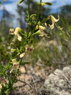 Imagem de Dicerandra frutescens var. christmanii (Huck & Judd) D. B. Ward