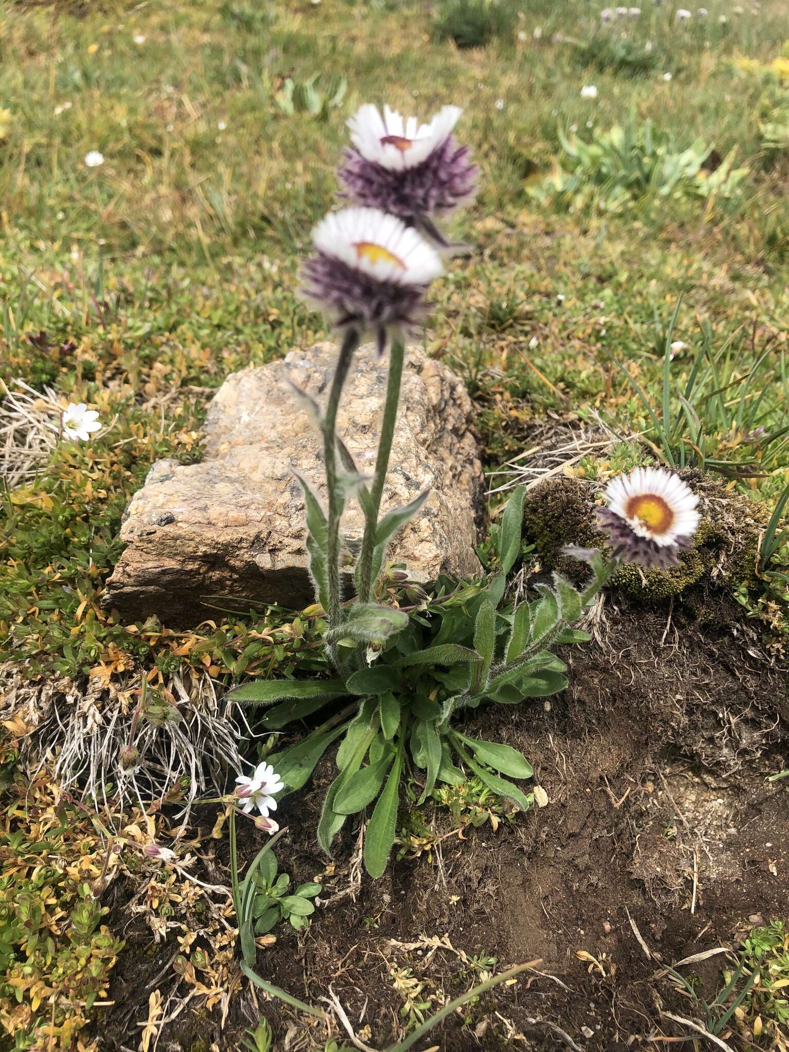 Image of Erigeron eriocalyx (Ledeb.) Vierhapper