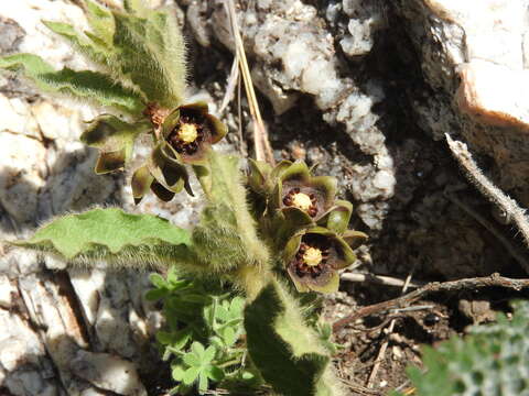 Image of Matelea hispida (Hook. & Arn.) N. M. Bacigalupo