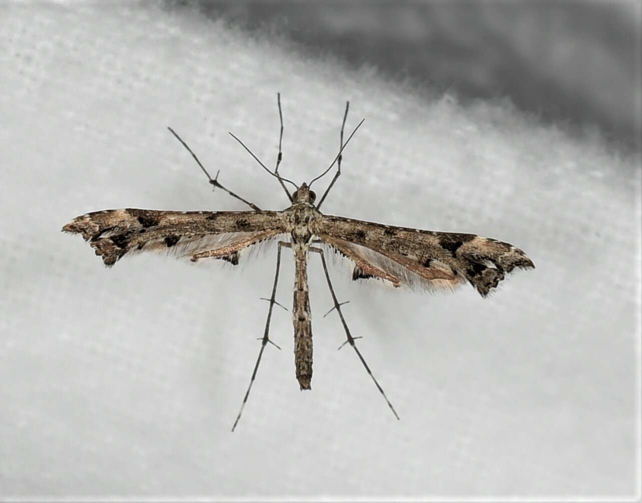 Image of Geranium Plume Moth