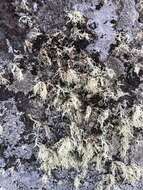 Image of intermediate cartilage lichen