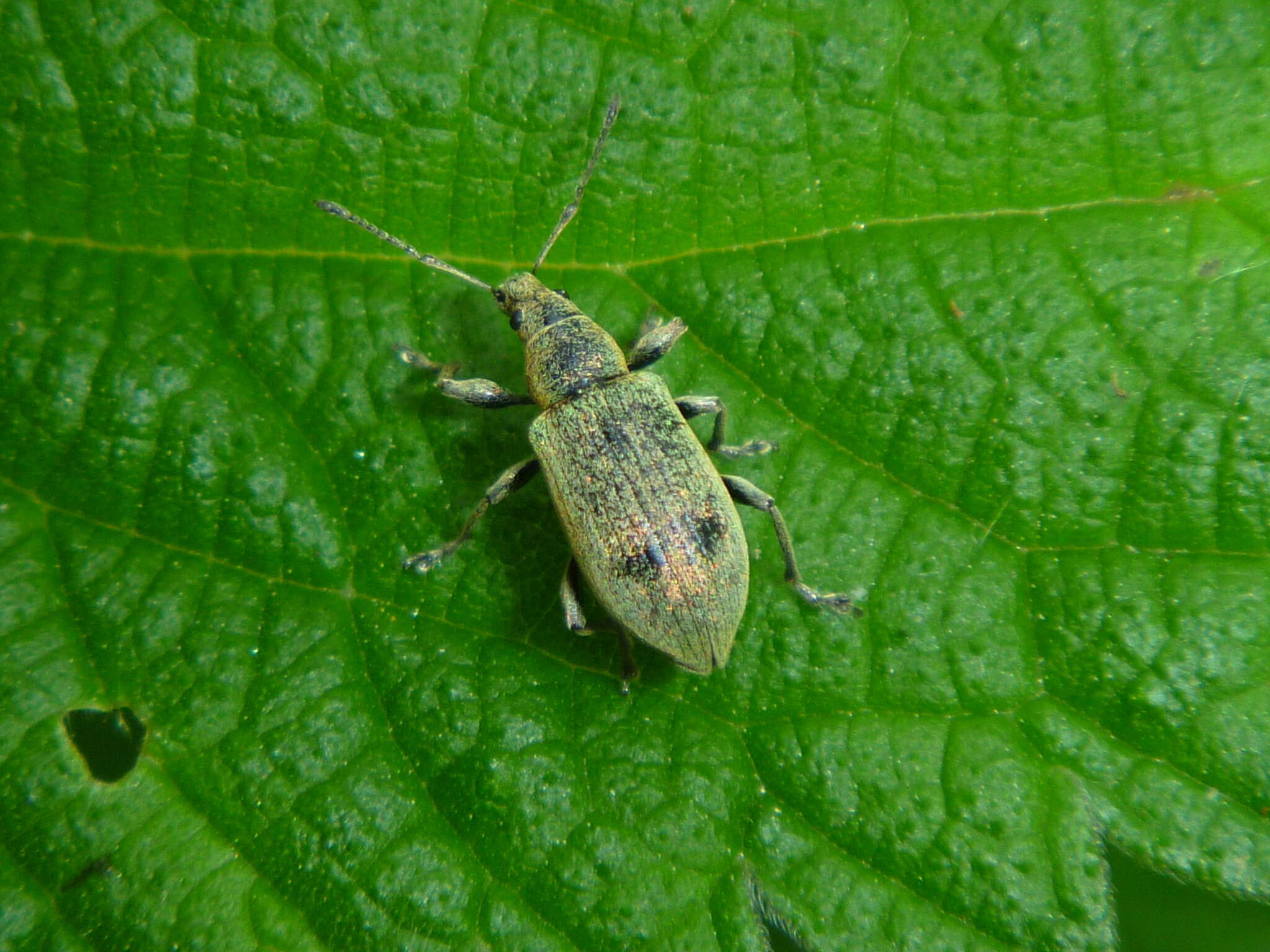 Plancia ëd Phyllobius (Metaphyllobius) pomaceus Gyllenhal 1834