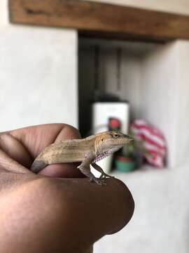 Image of Oaxacan Oak Anole