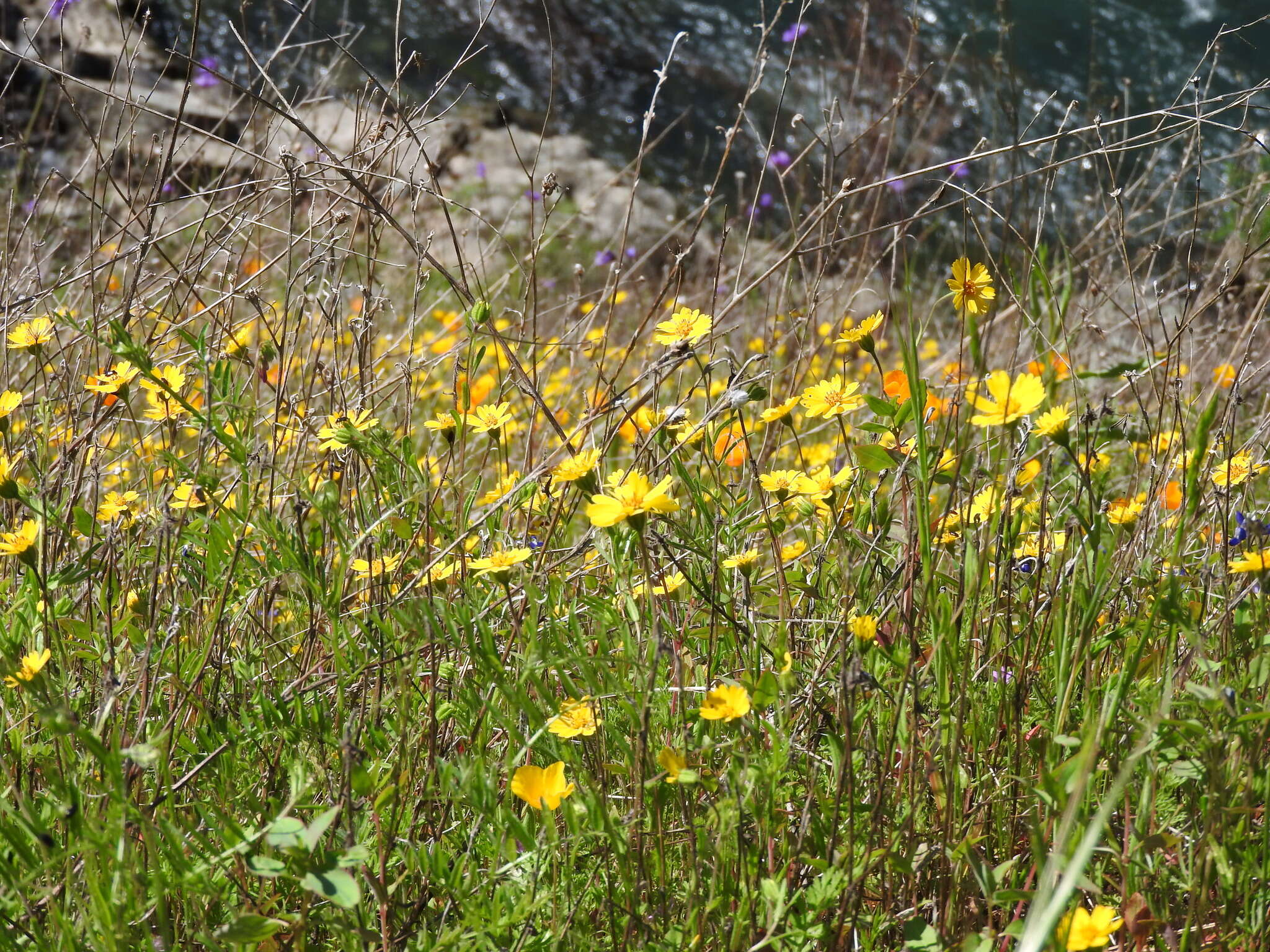 Image of Sierra tidytips