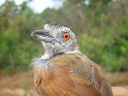 Image of Rufous-winged Antshrike