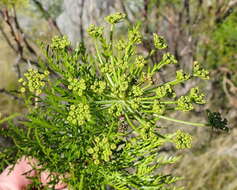 Image of Notobubon tenuifolium (Thunb.) Magee