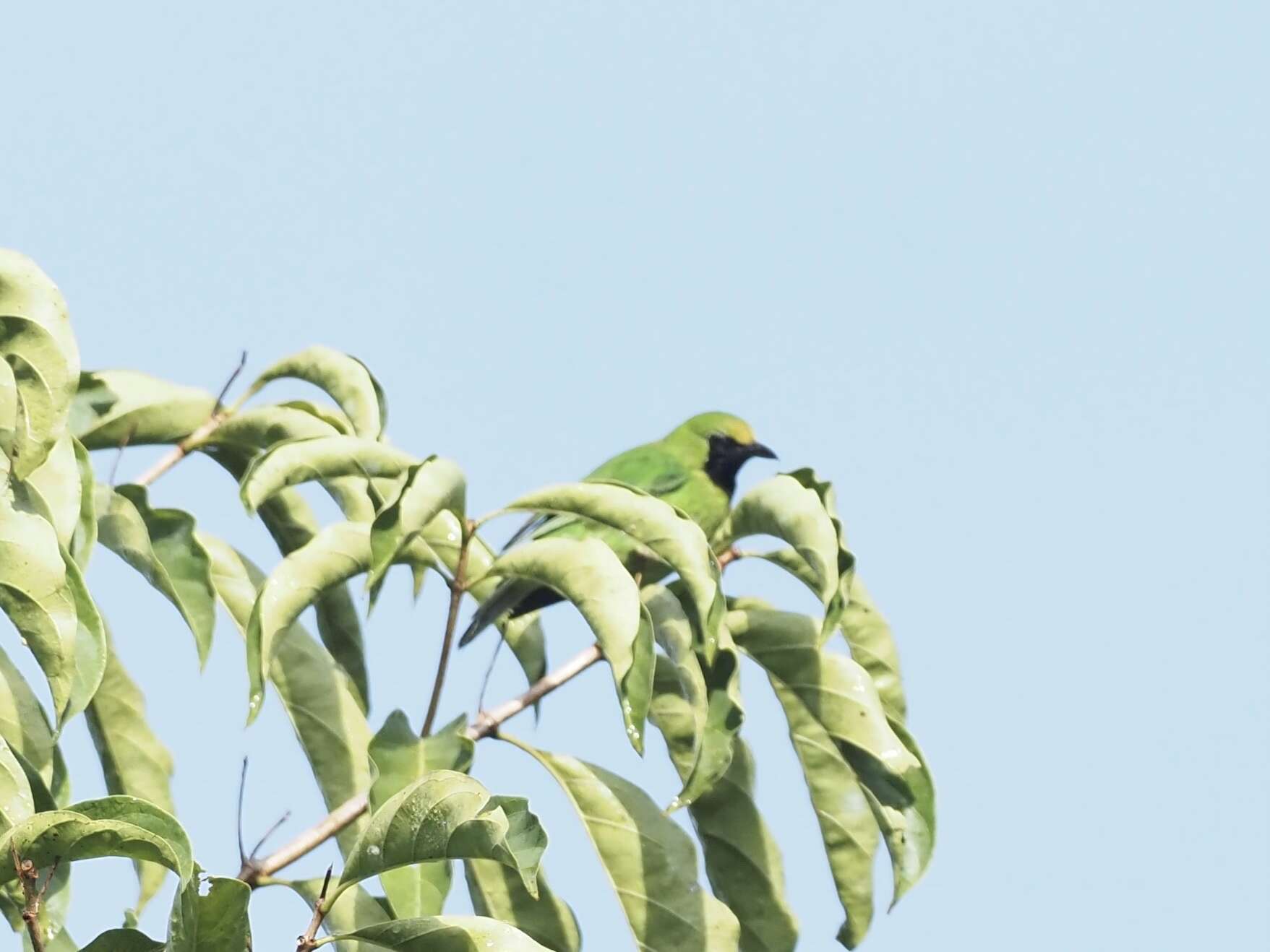 Image of Lesser Green Leafbird