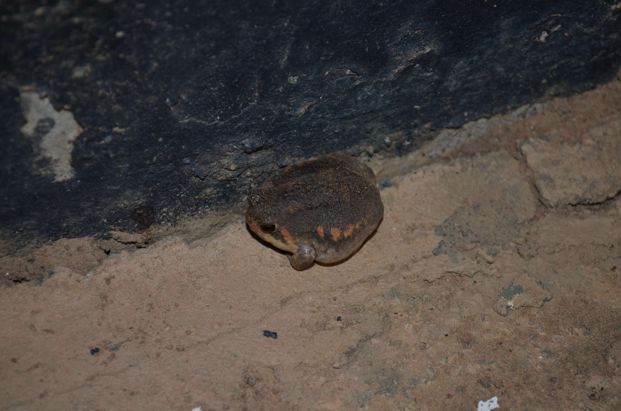 Image of Power’s Rain Frog