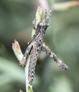 Image of Clematodes vanduzeei Hebard 1923